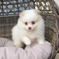 Angelina, a female Pomeranian for sale in Enid, OK – 1 of 5