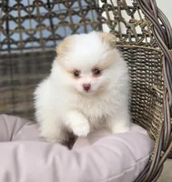 Angelina, a female Pomeranian for sale in Enid, OK – Photo 1 of 5