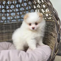 Angelina, a female Pomeranian for sale in Enid, OK – 2 of 5