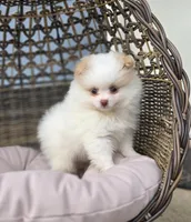 Angelina, a female Pomeranian for sale in Enid, OK – Photo 2 of 5