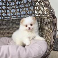Angelina, a female Pomeranian for sale in Enid, OK – 3 of 5