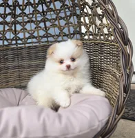 Angelina, a female Pomeranian for sale in Enid, OK – Photo 3 of 5