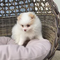 Angelina, a female Pomeranian for sale in Enid, OK – 4 of 5