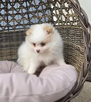 Angelina, a female Pomeranian for sale in Enid, OK – Photo 4 of 5