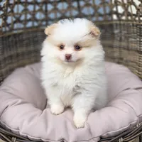Angelina, a female Pomeranian for sale in Enid, OK – 5 of 5