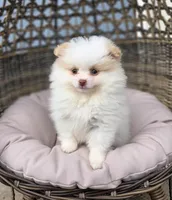 Angelina, a female Pomeranian for sale in Enid, OK – Photo 5 of 5