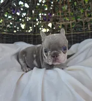 Nova, a female French Bulldog for sale in Enid, OK – 3 of 8