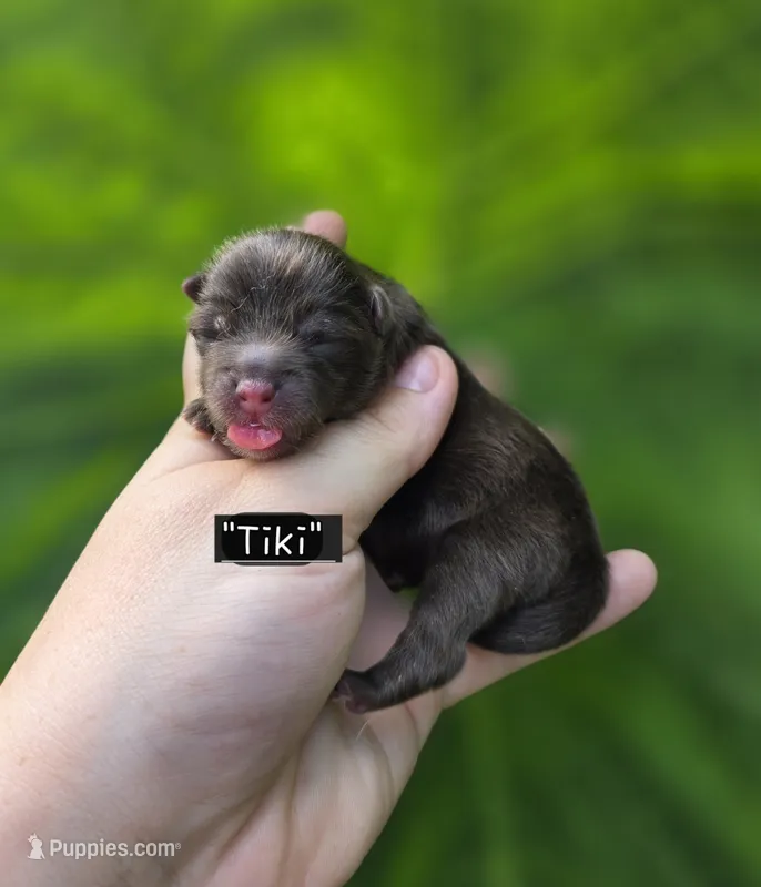 Tiki – Pomeranian puppy for sale in Enid, OK