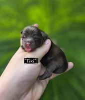 Tiki, a female Pomeranian for sale in Enid, OK – 1 of 3
