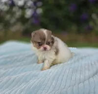 Bentley , a male Pomeranian for sale in Enid, OK – 7 of 7