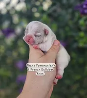 Knox, a male French Bulldog for sale in Enid, OK – 3 of 3