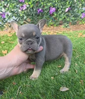 Ayla, a female French Bulldog for sale in Enid, OK – 5 of 10