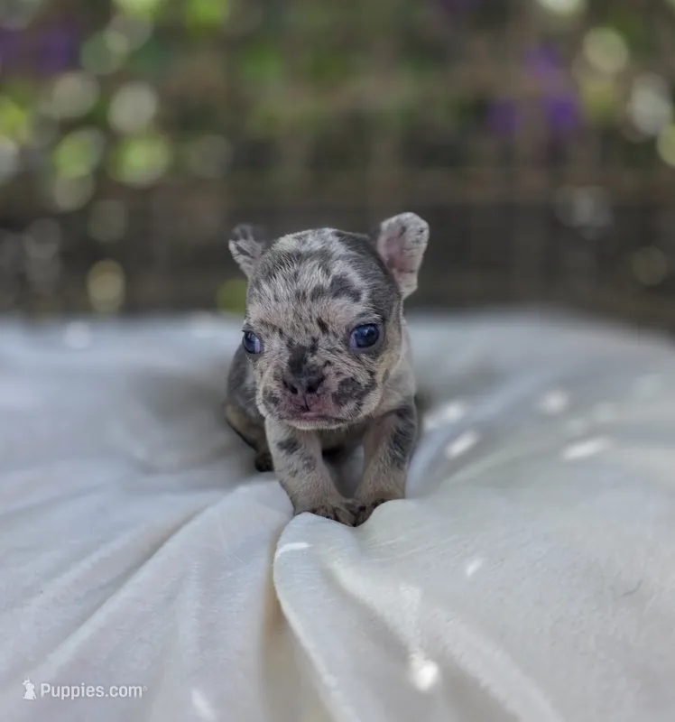 Bam Bam  – French Bulldog puppy for sale in Enid, OK