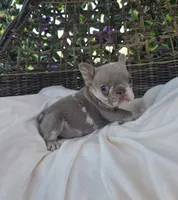 Nova, a female French Bulldog for sale in Enid, OK – 2 of 8