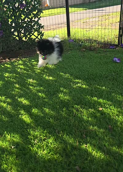 Kona, a male Pomeranian for sale in Enid, OK – 8 of 8