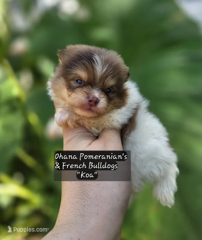 Koa – Pomeranian puppy for sale in Enid, OK