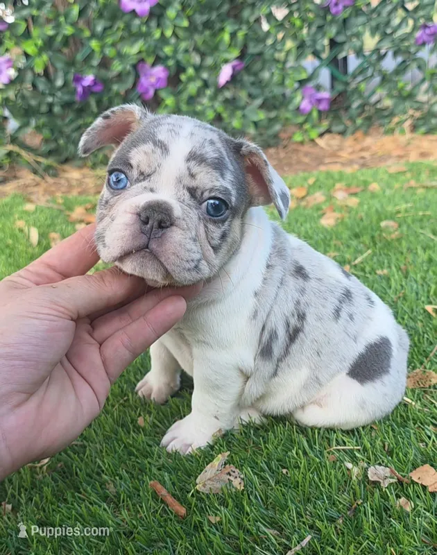 Axel – French Bulldog puppy for sale in Enid, OK