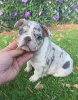 Axel, a male French Bulldog for sale in Enid, OK – 1 of 10