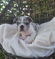 Axel, a male French Bulldog for sale in Enid, OK – 10 of 10