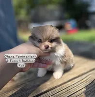 Kai, a male Pomeranian for sale in Enid, OK – 2 of 8