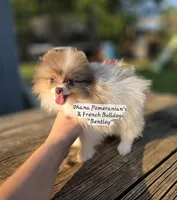 Bentley , a male Pomeranian for sale in Enid, OK – 2 of 7