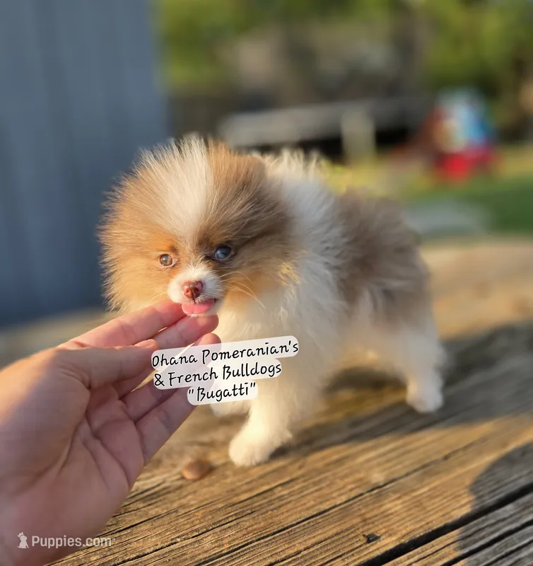Bugatti  – Pomeranian puppy for sale in Enid, OK