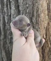 Figaro, a male Pomeranian for sale in Enid, OK – 3 of 5