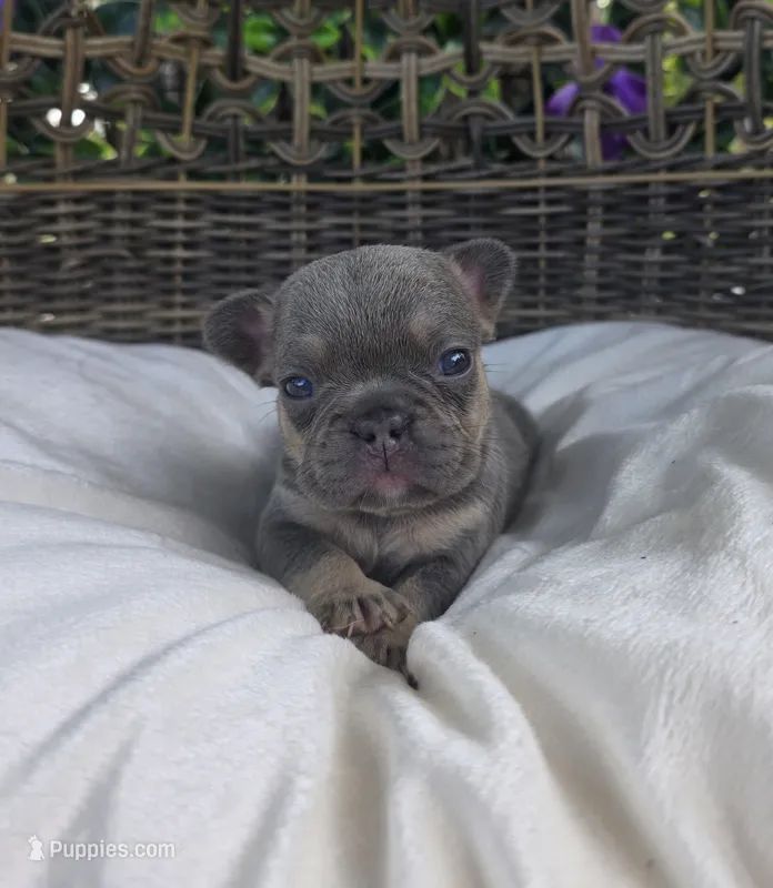 Ayla – French Bulldog puppy for sale in Enid, OK