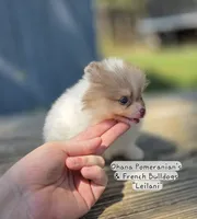 Leilani, a female Pomeranian for sale in Enid, OK – 5 of 9