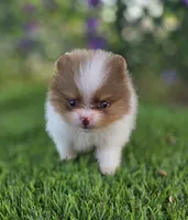 Bugatti , a male Pomeranian for sale in Enid, OK – 2 of 8