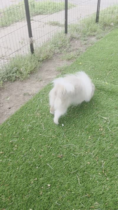 Picasso, a male Pomeranian for sale in Enid, OK – 7 of 7