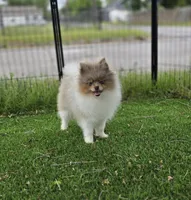 Picasso, a male Pomeranian for sale in Enid, OK – 5 of 7