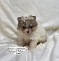 Leilani, a female Pomeranian for sale in Enid, OK – 6 of 9