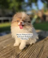 Bentley , a male Pomeranian for sale in Enid, OK – 6 of 7