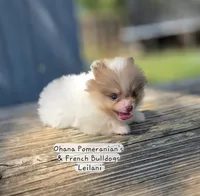 Leilani, a female Pomeranian for sale in Enid, OK – 2 of 9