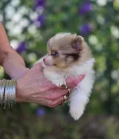 Bentley , a male Pomeranian for sale in Enid, OK – 2 of 7
