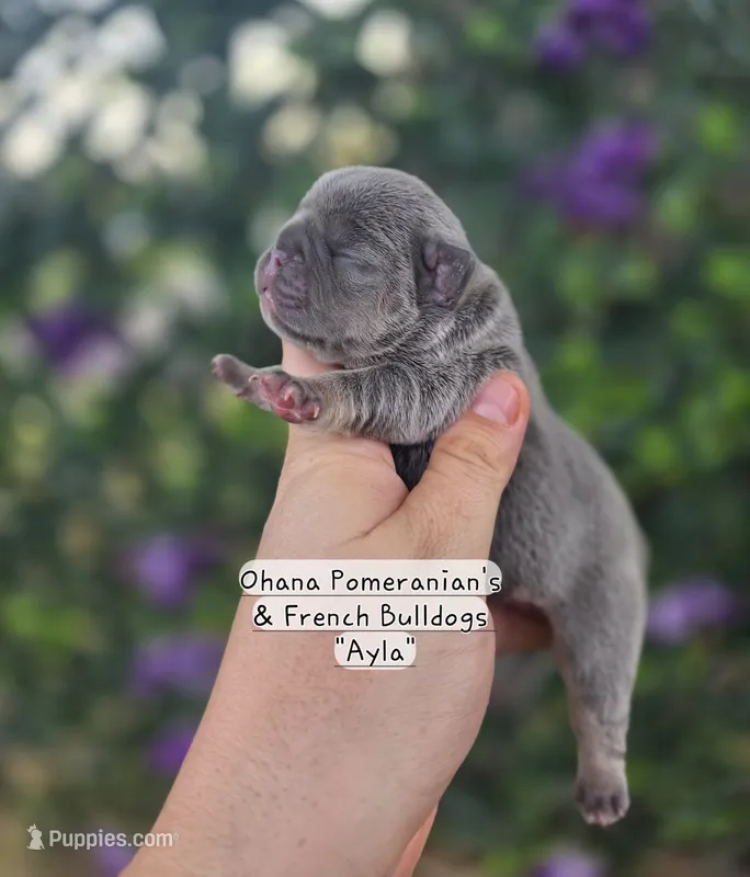Ayla – French Bulldog puppy for sale in Enid, OK