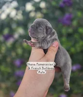 Ayla, a female French Bulldog for sale in Enid, OK – 1 of 3