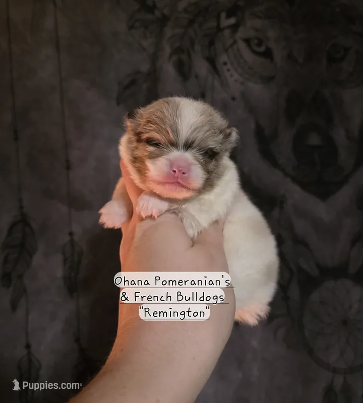 Remington  – Pomeranian puppy for sale in Enid, OK