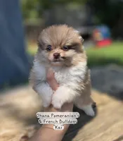 Kai, a male Pomeranian for sale in Enid, OK – 5 of 8