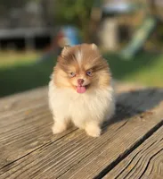 Koa, a male Pomeranian for sale in Enid, OK – 3 of 6