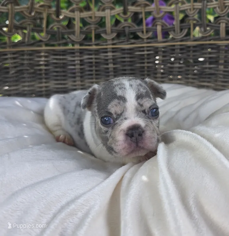 Axel – French Bulldog puppy for sale in Enid, OK
