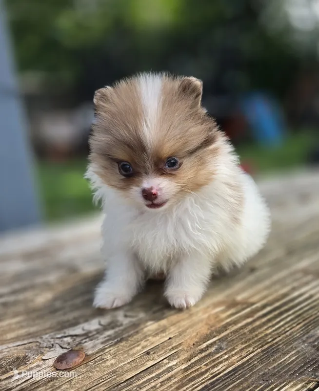 Bentley  – Pomeranian puppy for sale in Enid, OK