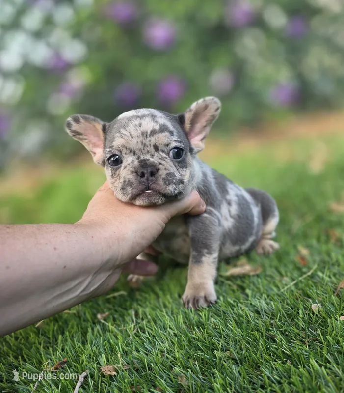 Bam Bam  – French Bulldog puppy for sale in Enid, OK