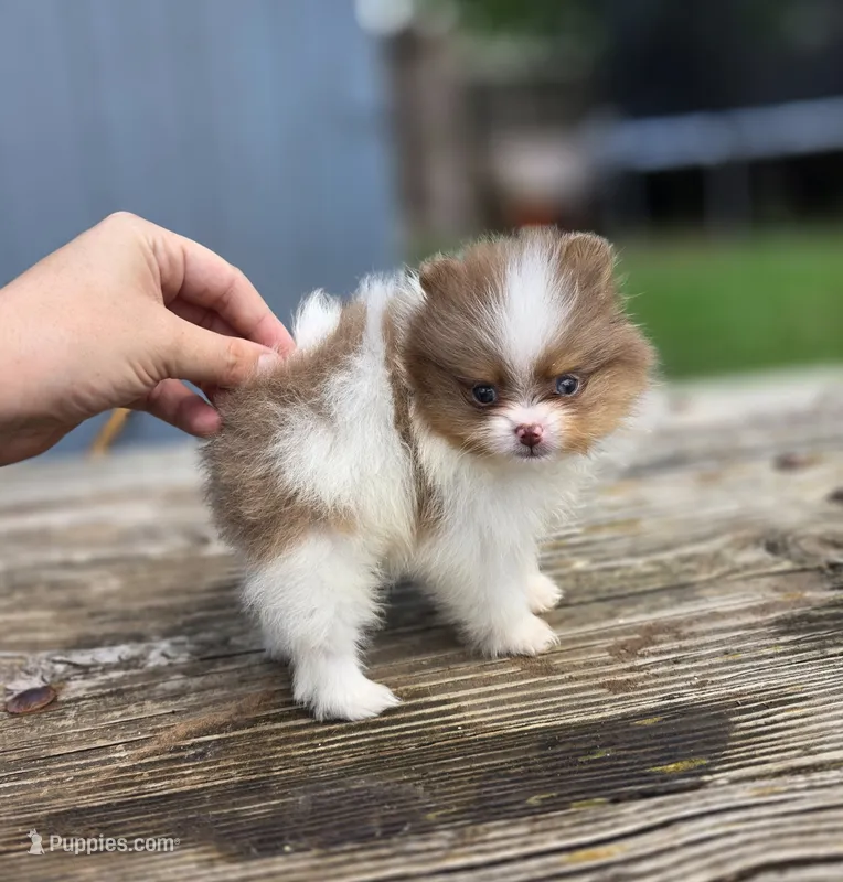 Bugatti  – Pomeranian puppy for sale in Enid, OK