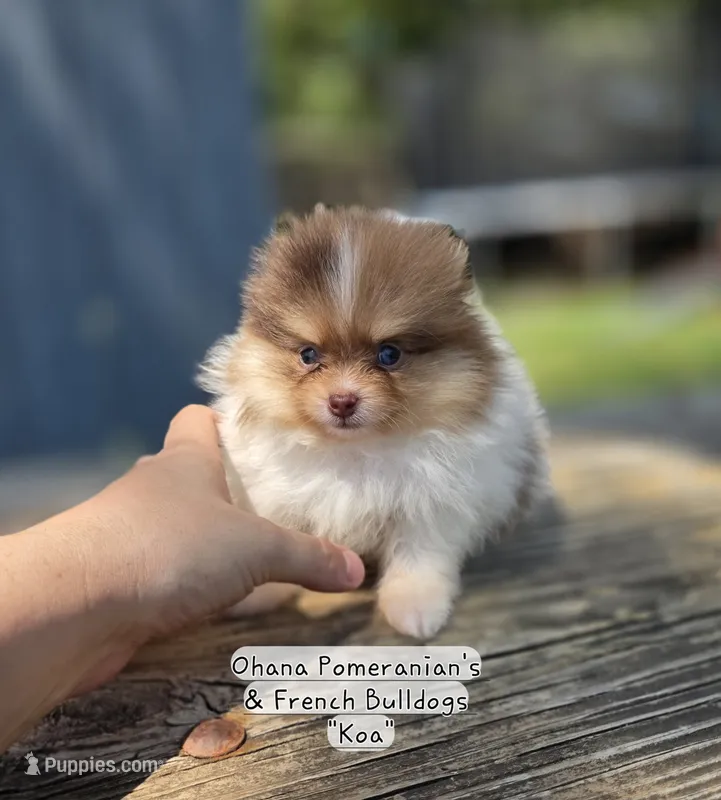 Koa – Pomeranian puppy for sale in Enid, OK