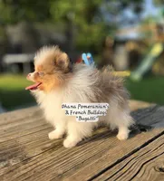 Bugatti , a male Pomeranian for sale in Enid, OK – 3 of 6