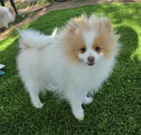 Arlo, a male Pomeranian for sale in Enid, OK – 2 of 9