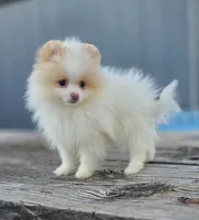 Arlo, a male Pomeranian for sale in Enid, OK – Photo 1 of 8