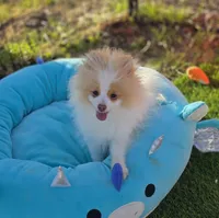 Arlo, a male Pomeranian for sale in Enid, OK – 7 of 9